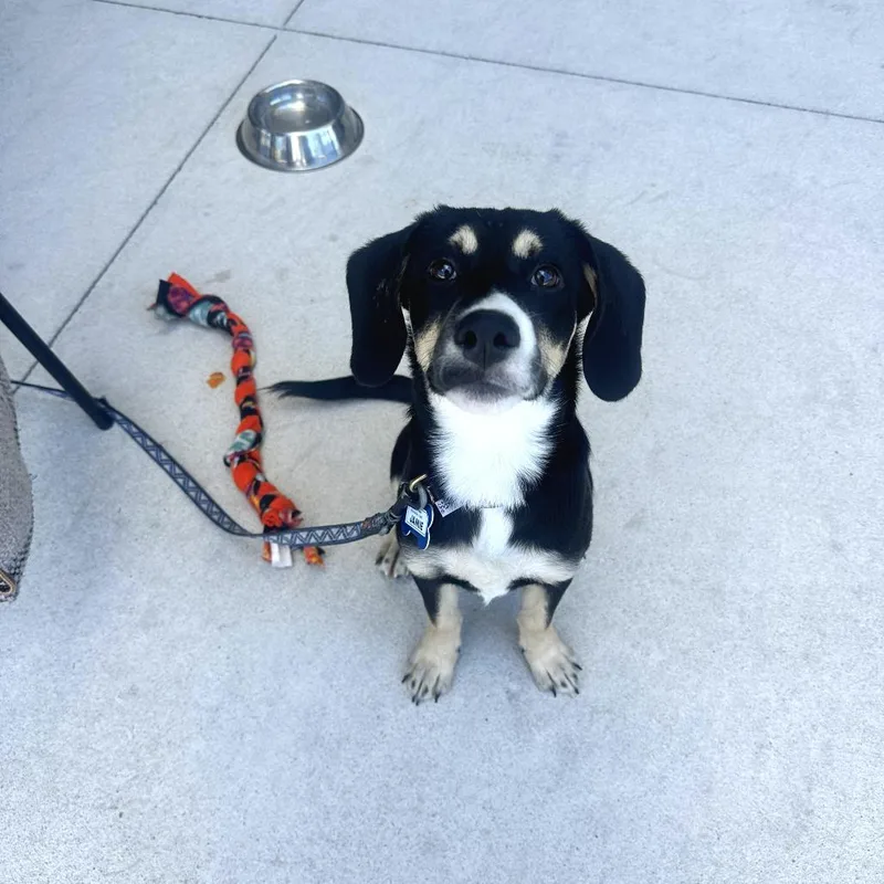 An adult small-sized male Black Spaniel dog named Jamie for adoption in Wake Forest, NC