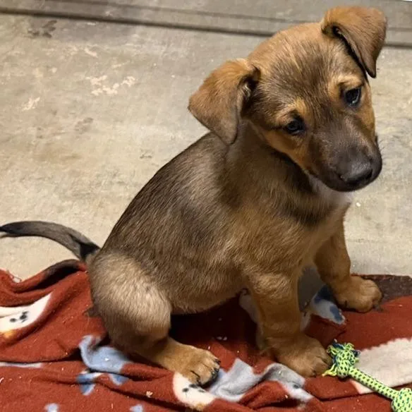 A young medium-sized male Yellow / Tan / Blond / Fawn Black Mouth Cur dog named Bambam for adoption in Ennis, TX