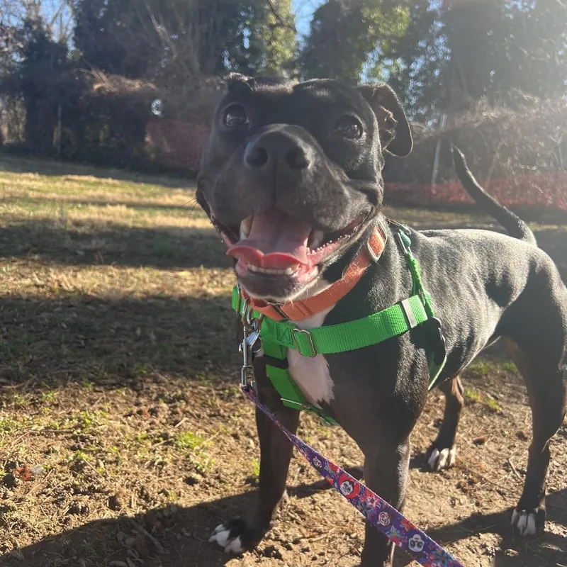 An adult medium-sized female Black Pit Bull Terrier dog named Cleo for adoption in Baltimore, MD