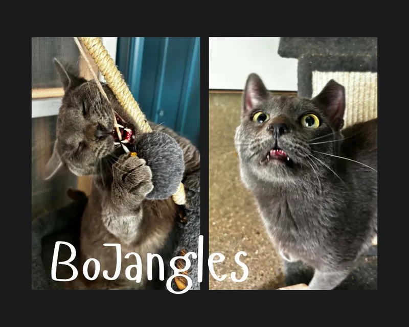 A young medium-sized male Domestic Short Hair cat named Bojangles for adoption in Pierceton, IN
