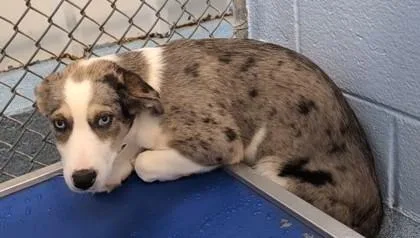 A young small-sized male Catahoula Leopard Dog dog named Levi for adoption in Taylorsville, NC