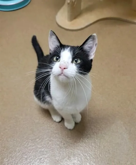 A young large-sized female Domestic Short Hair cat named Lacey for adoption in Saint Peters, MO