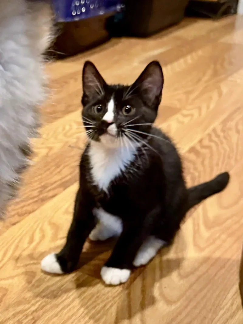 A baby medium-sized male Black & White / Tuxedo Domestic Short Hair cat named Jameson .. for adoption in Apopka, FL