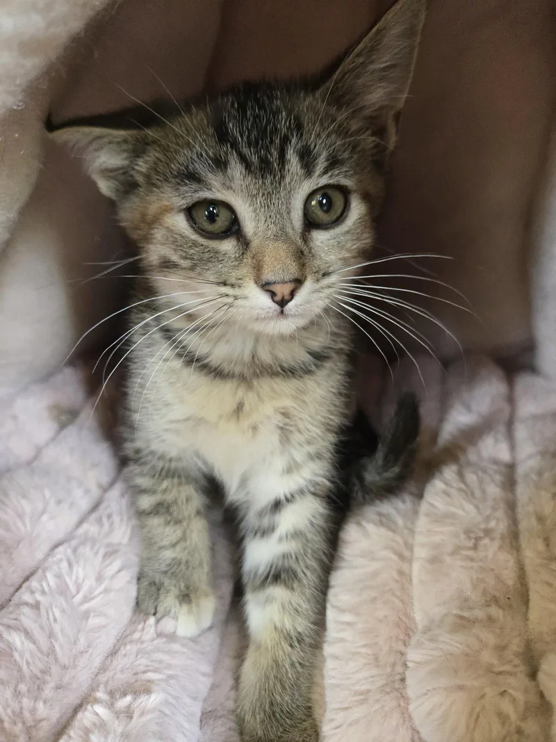 A baby small-sized female Domestic Medium Hair cat named Gamora for adoption in Boston, KY