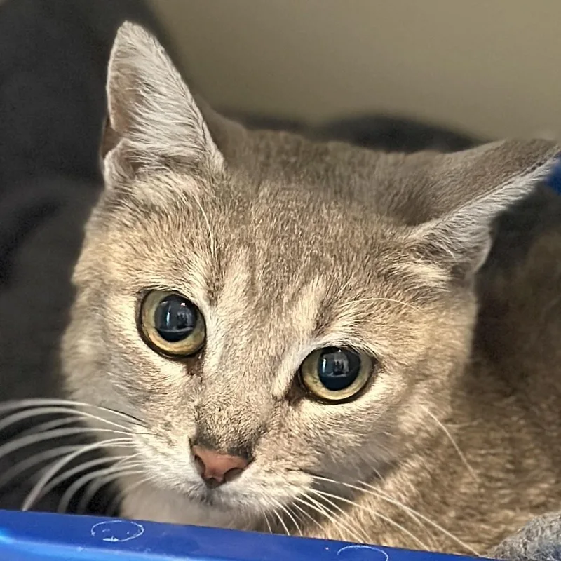 A young medium-sized female Gray / Blue / Silver Domestic Short Hair cat named Aria for adoption in Victor, NY