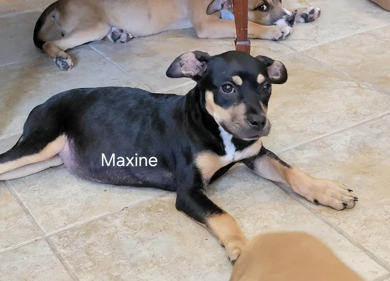Maxine