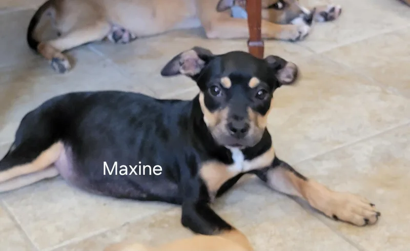 Maxine thumbnail 2