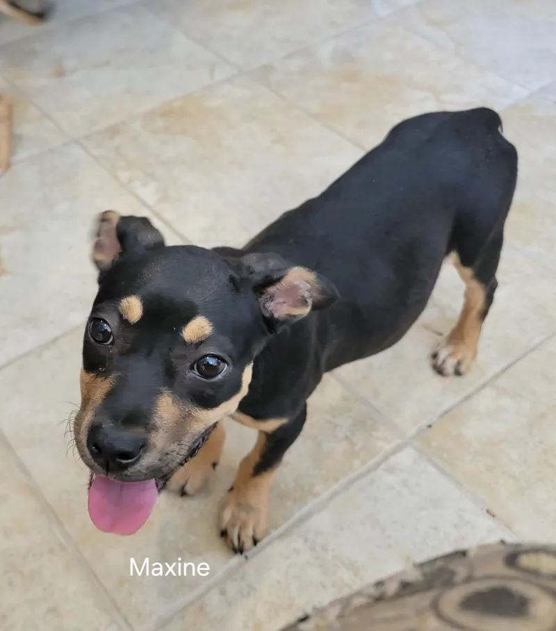 Maxine thumbnail 4