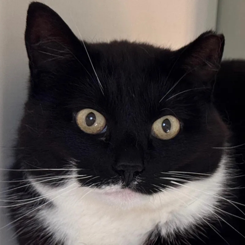 An adult medium-sized female Black & White / Tuxedo Domestic Short Hair cat named Macy for adoption in Salisbury, MA
