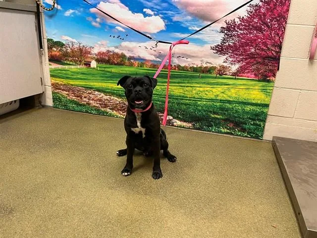 A young medium-sized male Pug dog named Blaine for adoption in Moreno Valley, CA