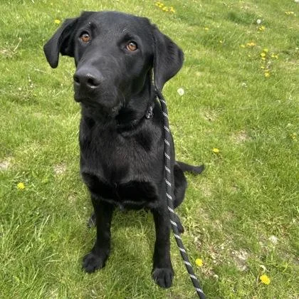 A young large-sized male Mixed Breed dog named Locks for adoption in Janesville, WI