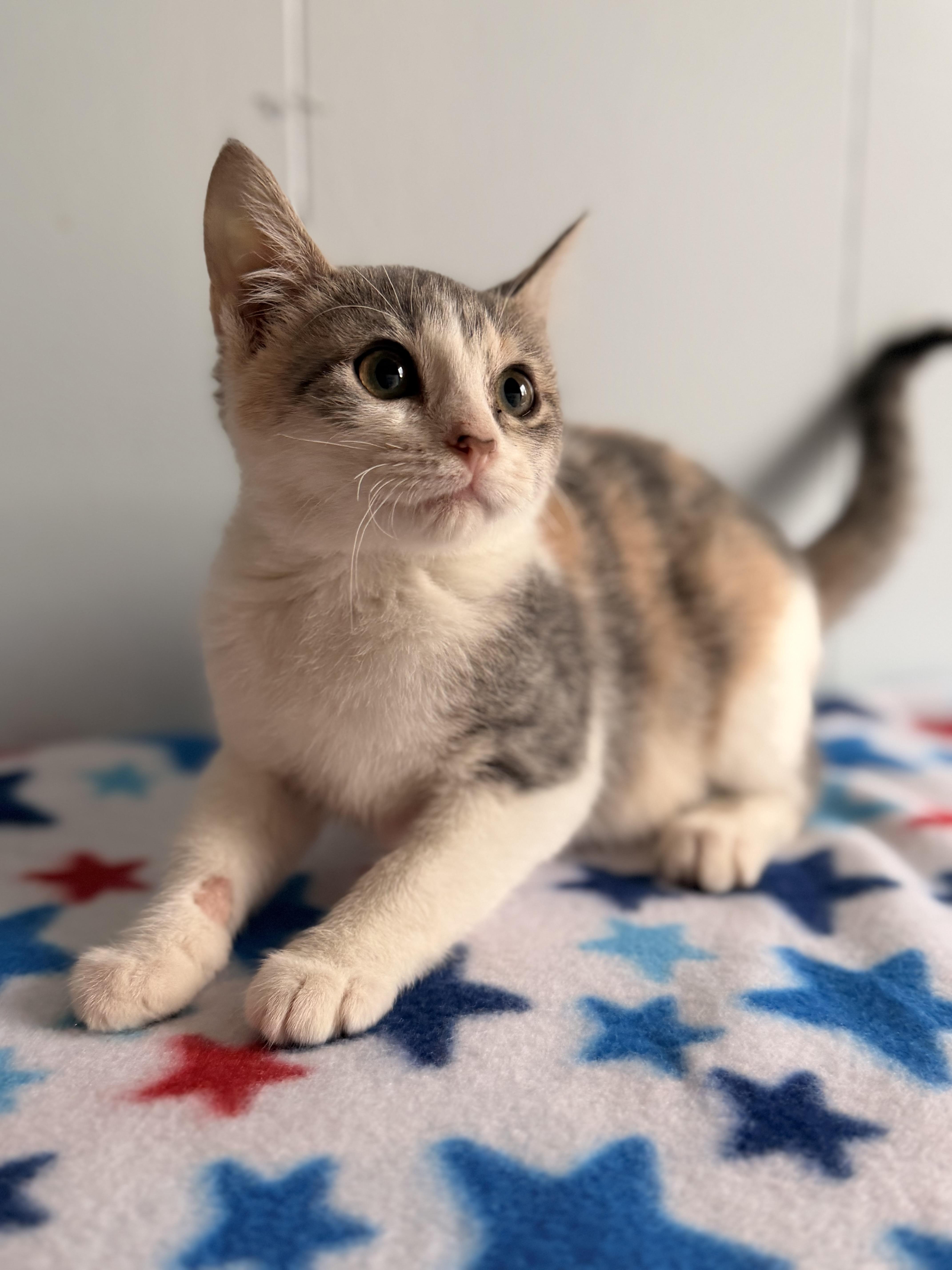 A baby small-sized female Dilute Calico Domestic Short Hair cat named Katara for adoption in Leesville, LA