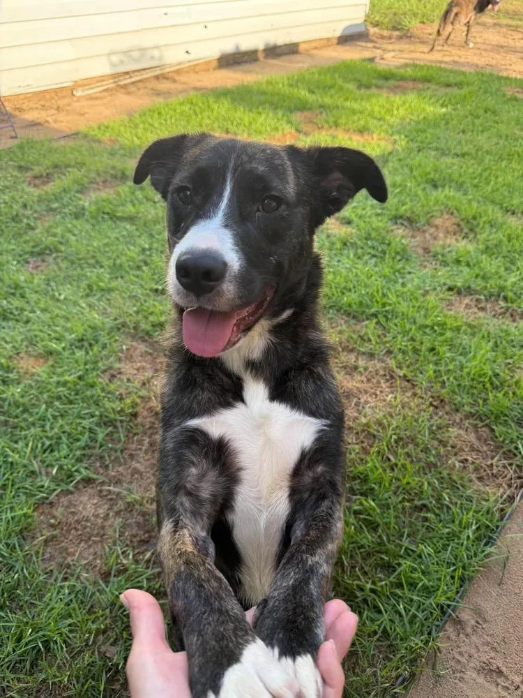 A young medium-sized female Border Collie dog named Mags for adoption in Milton, FL
