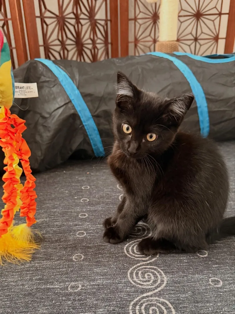 A baby medium-sized female Black Domestic Short Hair cat named Piper for adoption in Saint Pete Beach, FL