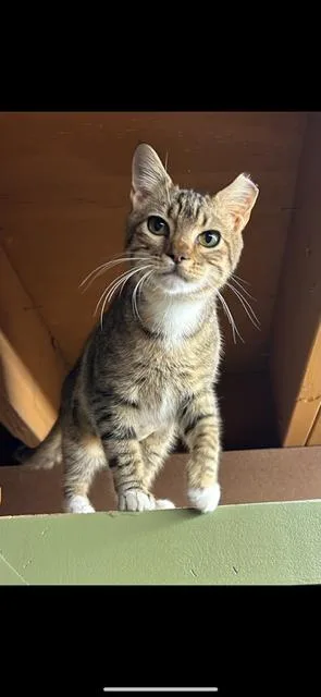 An adult medium-sized female Brown / Chocolate Domestic Short Hair cat named Lump for adoption in Dunnigan, CA