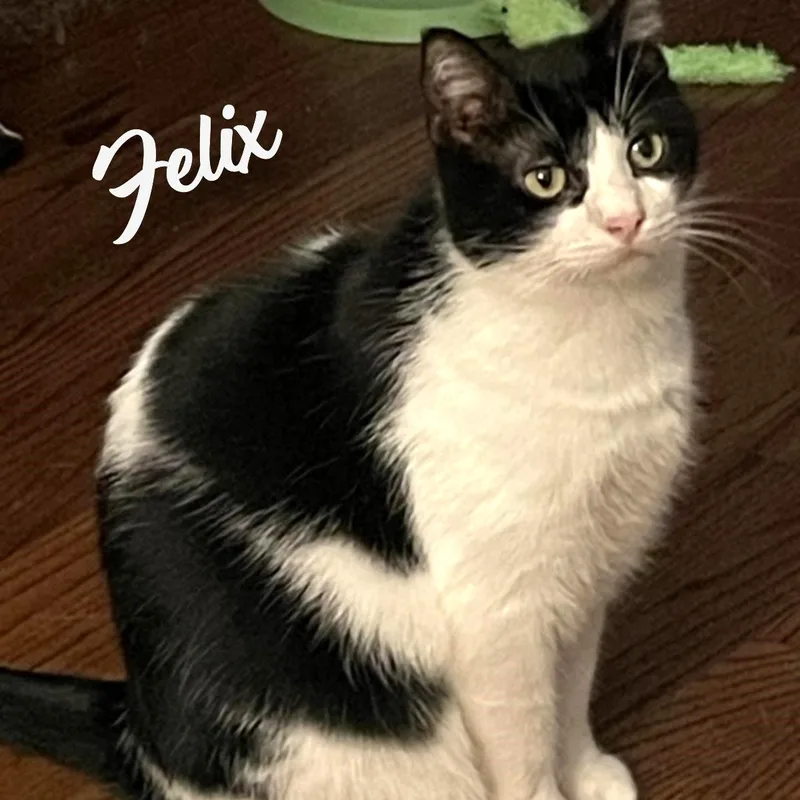 A senior large-sized male Black & White / Tuxedo Tuxedo cat named Felix lovestoplaywithkids for adoption in Houston, TX