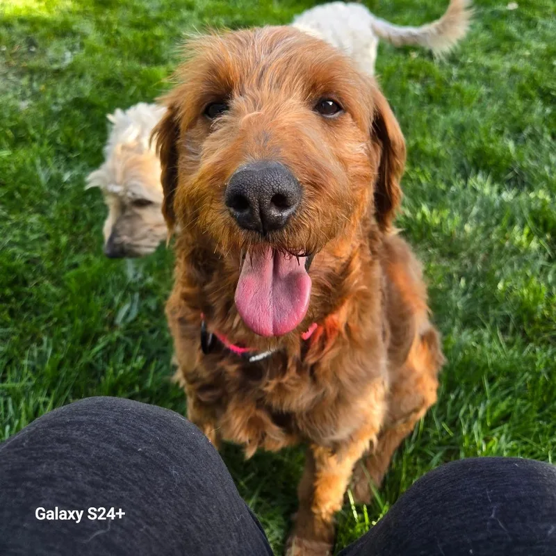 A senior medium-sized female Red / Chestnut / Orange Golden Retriever dog named Pixie for adoption in Rochester, MN