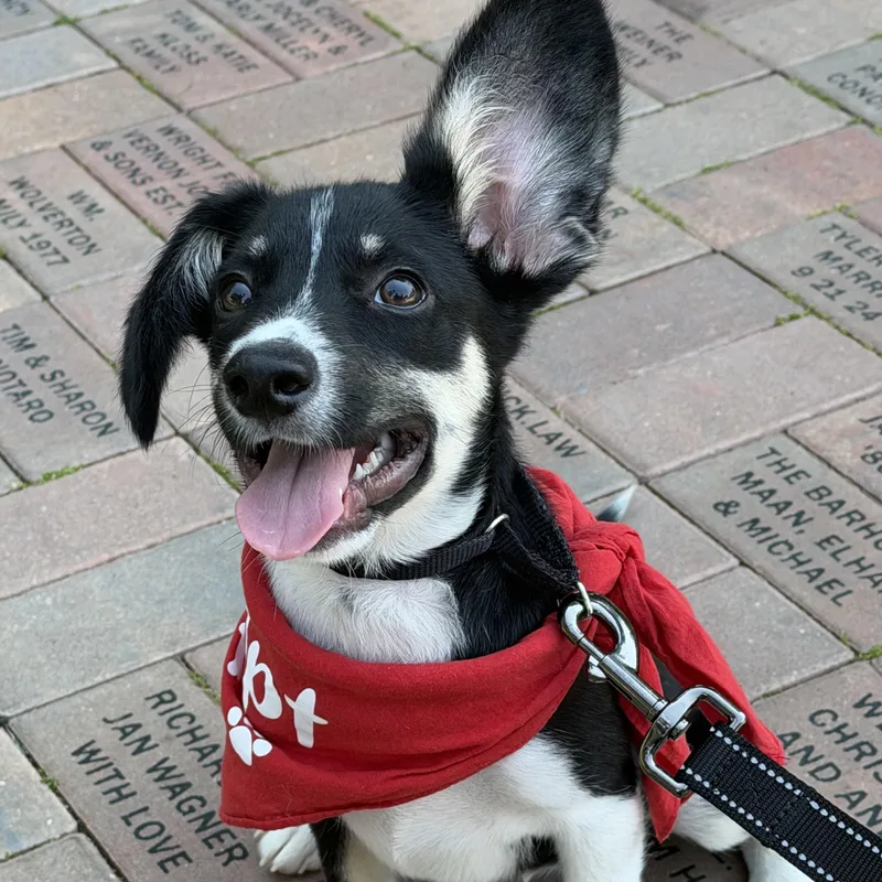 A baby medium-sized male Tricolor (Brown, Black, & White) Mixed Breed dog named Sam for adoption in Libertyville, IL