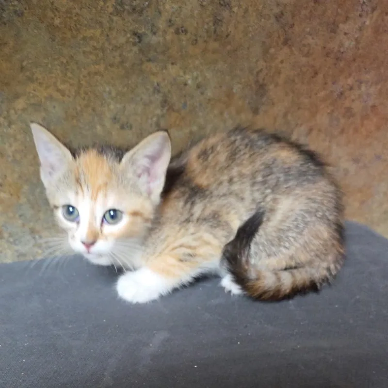 A baby medium-sized female Calico cat named Egyptian Lilly for adoption in Clarksville, VA