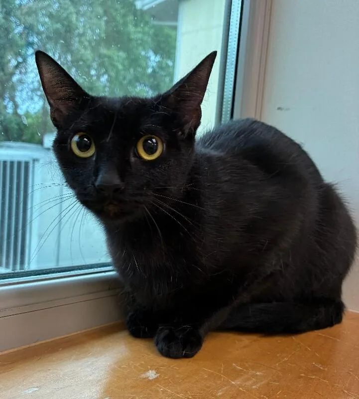 An adult medium-sized female Black Domestic Short Hair cat named Baguette for adoption in Disputanta, VA
