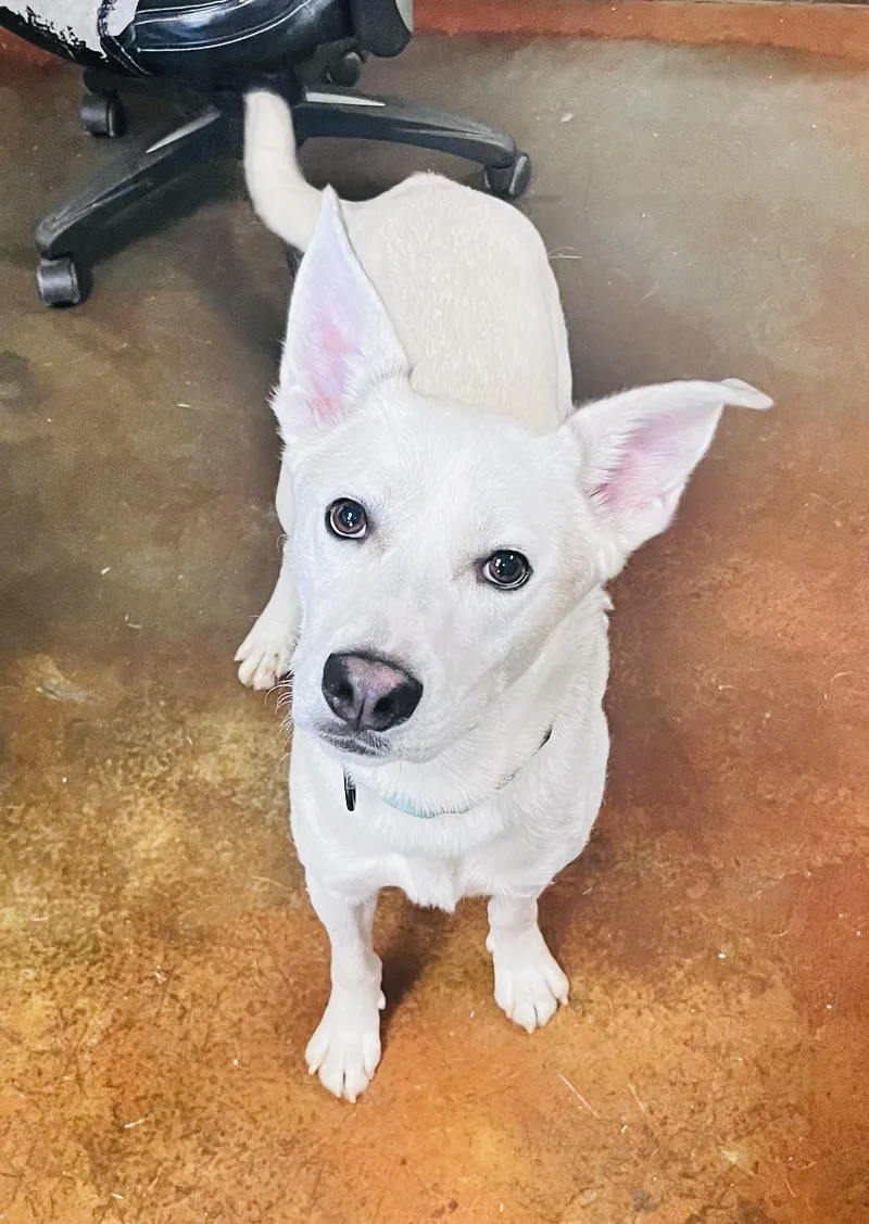 An adult medium-sized male White / Cream Shepherd dog named Kip for adoption in Council Bluffs, IA