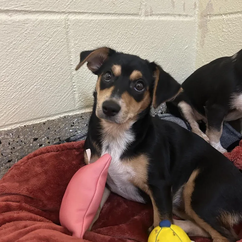 A baby small-sized female Black Mixed Breed dog named Bagel for adoption in Pensacola, FL