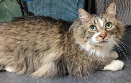 An adult medium-sized male Domestic Long Hair cat named Bruno for adoption in Missoula, MT
