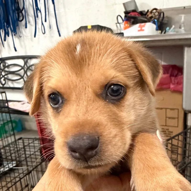 A baby small-sized male Brown / Chocolate Labrador Retriever dog named Folger for adoption in Edinburg, TX