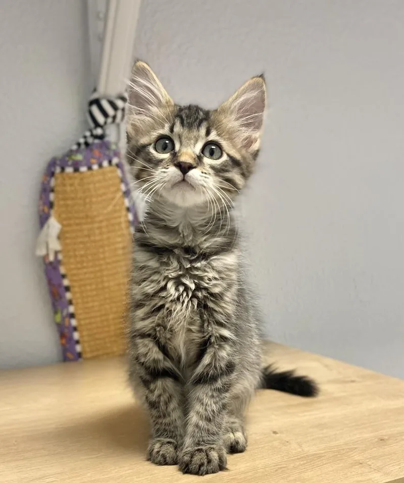 A baby small-sized male Brown / Chocolate Domestic Long Hair cat named Sardine for adoption in Jamestown, CA