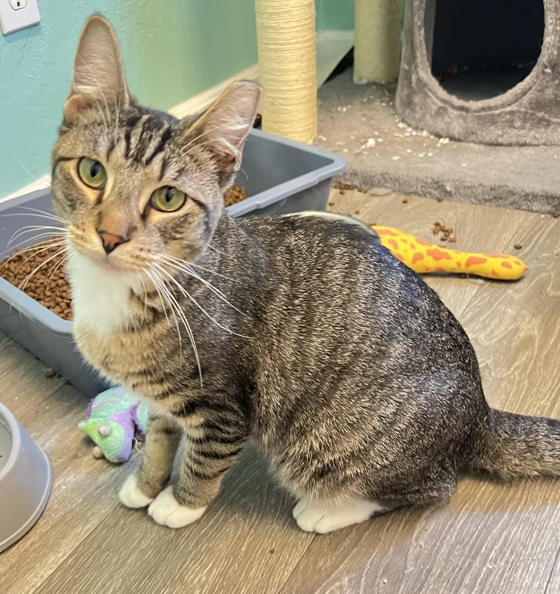 An adult medium-sized male Tabby (Buff / Tan / Fawn) Domestic Short Hair cat named Henry for adoption in Mesa, AZ