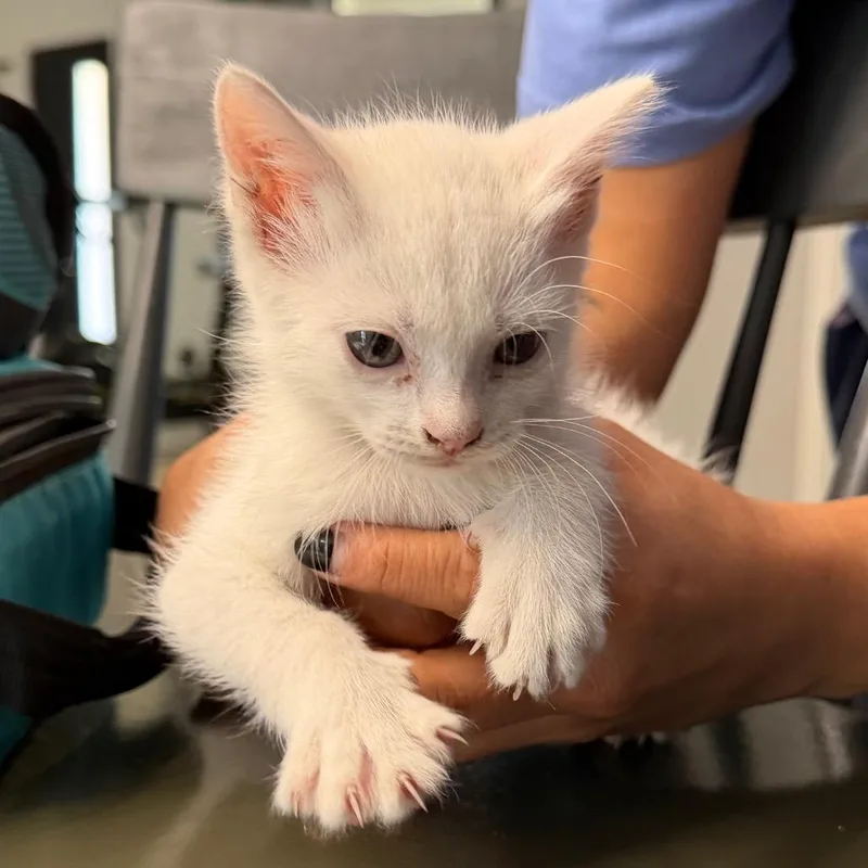 A baby small-sized male White Domestic Medium Hair cat named Ghost for adoption in Midland, TX