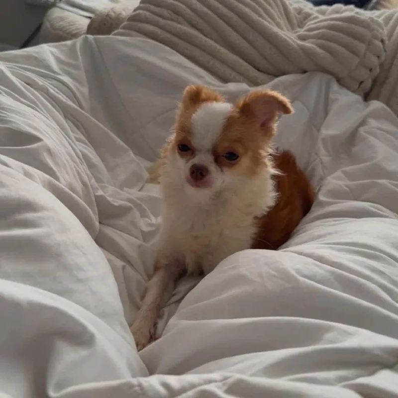 An adult small-sized male White / Cream Chihuahua dog named Oak for adoption in Buffalo, MN