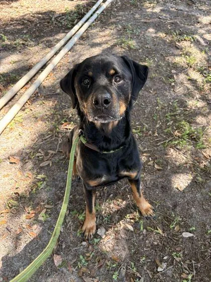 An adult medium-sized male Rottweiler dog named Pebble for adoption in Daytona Beach, FL