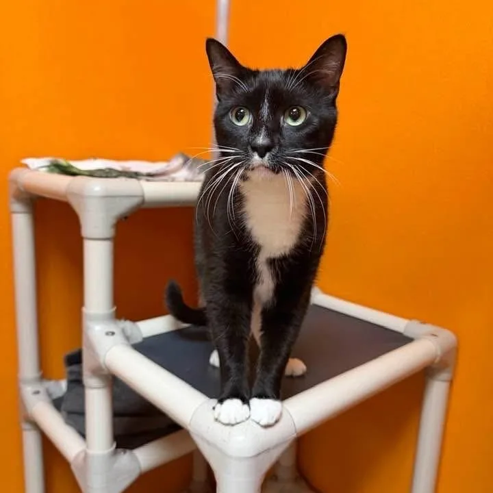 A senior medium-sized male Black Domestic Short Hair cat named Tuna for adoption in Elyria, OH