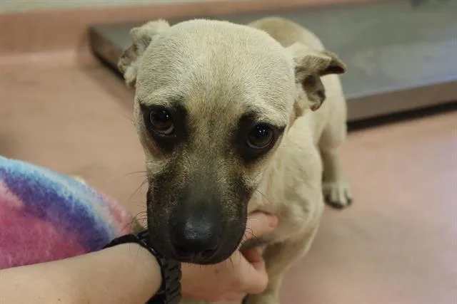 A young small-sized male Mixed Breed dog named Daze for adoption in Columbia, SC