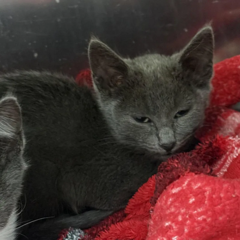 A baby small-sized male Domestic Short Hair cat named Mint for adoption in Oakland, CA