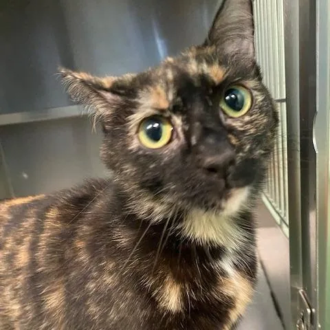 An adult medium-sized female Black Domestic Short Hair cat named Whitney for adoption in Dayton, OH