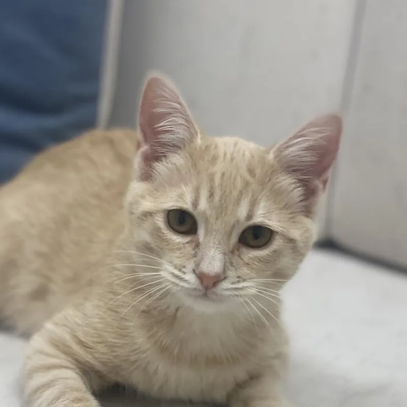 A baby small-sized male Domestic Medium Hair cat named Poe for adoption in Chesapeake, VA