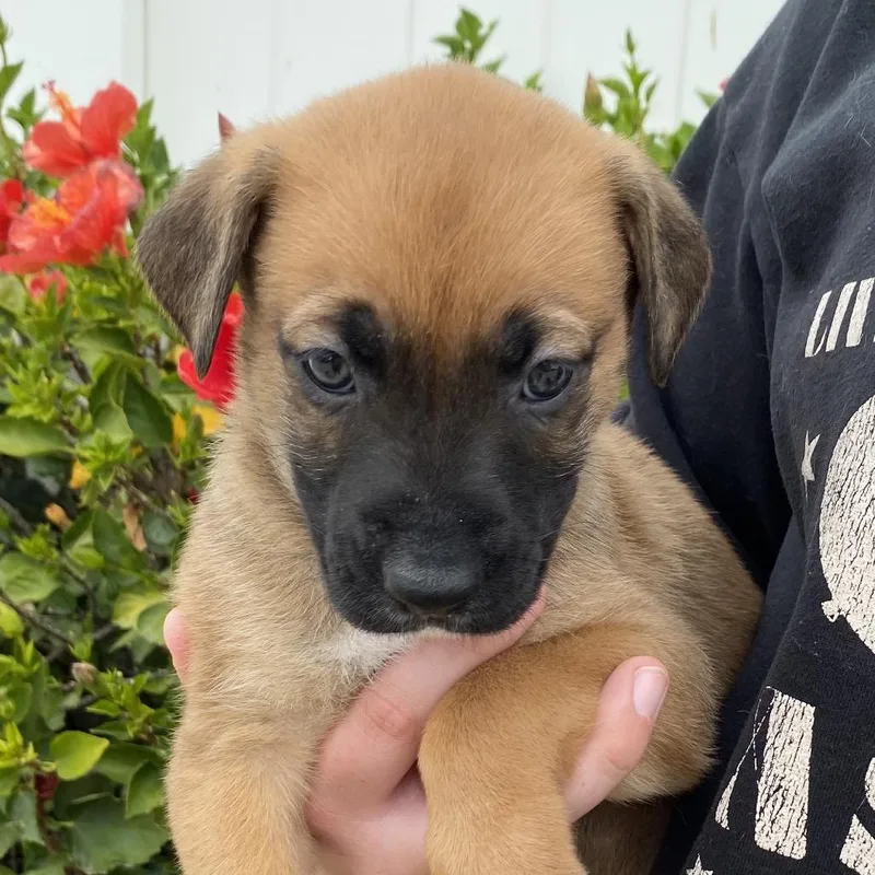 A baby large-sized male Yellow / Tan / Blond / Fawn German Shepherd Dog dog named River for adoption in Oceanside, CA