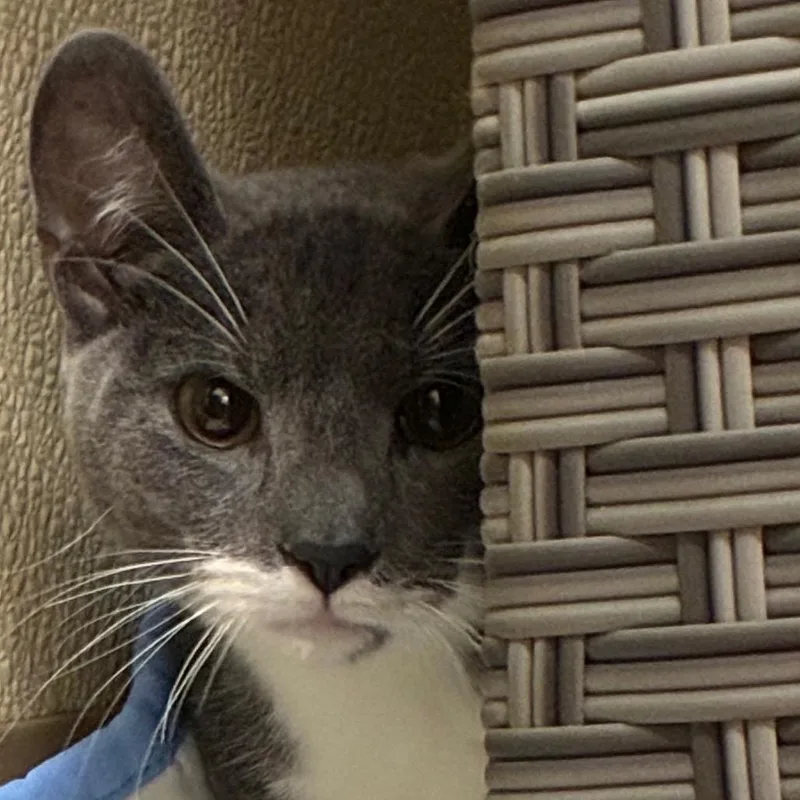 A young medium-sized male Gray / Blue / Silver Domestic Short Hair cat named Boris for adoption in Santa Barbara, CA