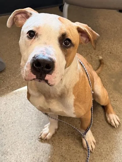 A baby medium-sized male Yellow / Tan / Blond / Fawn Pit Bull Terrier dog named Howly Mandel for adoption in Cleveland, OH