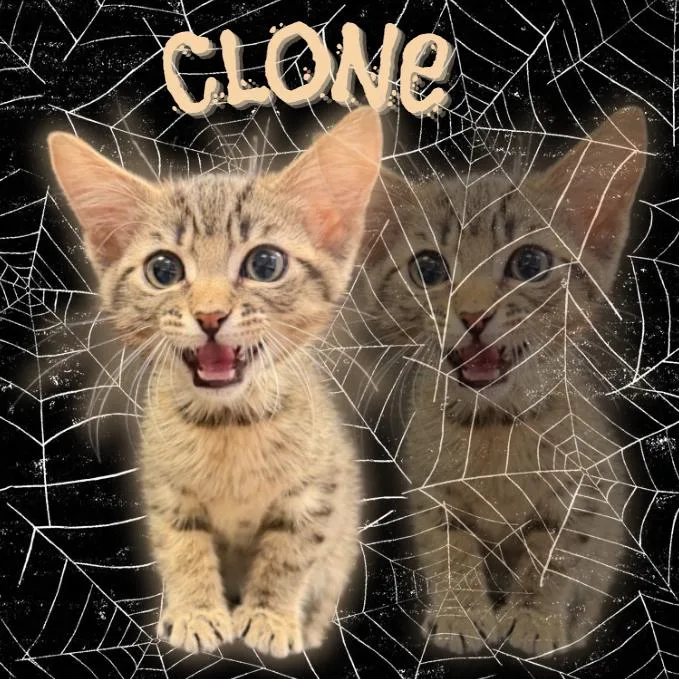 A baby small-sized male Brown / Chocolate Domestic Short Hair cat named Clone for adoption in Tempe, AZ