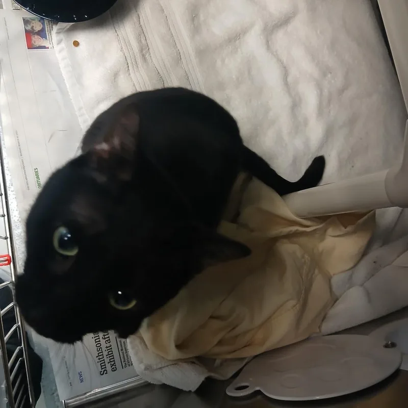 An adult small-sized male Black Domestic Short Hair cat named Bruce Wayne for adoption in Philadelphia, PA