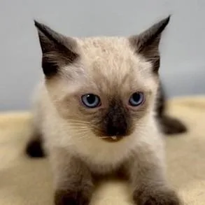 A baby small-sized male Cream / Ivory Siamese cat named Magpie for adoption in New York, NY
