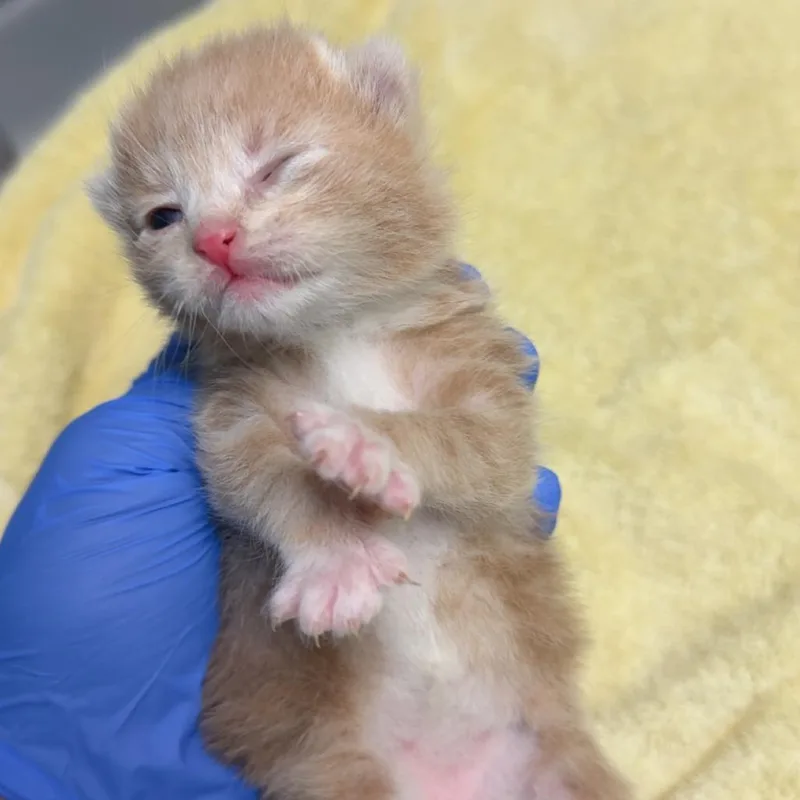 A baby small-sized male Buff / Tan / Fawn Domestic Short Hair cat named Howard for adoption in Lakewood, CO