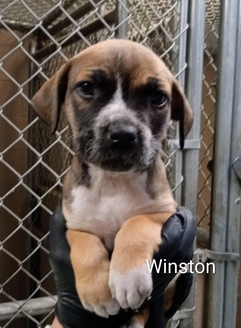 A baby medium-sized male Brown / Chocolate Boxer dog named Winston for adoption in Maynardville, TN