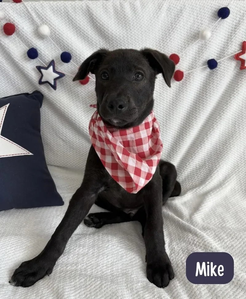 Mike thumbnail 3