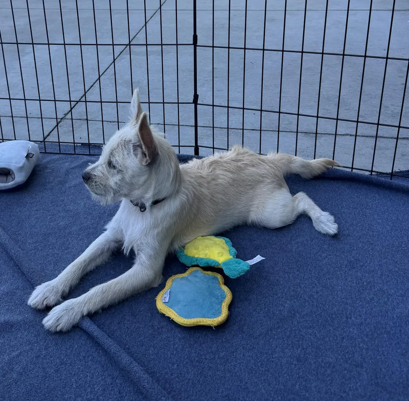 A baby small-sized male White / Cream Terrier dog named Cannoli for adoption in Oakdale, CA