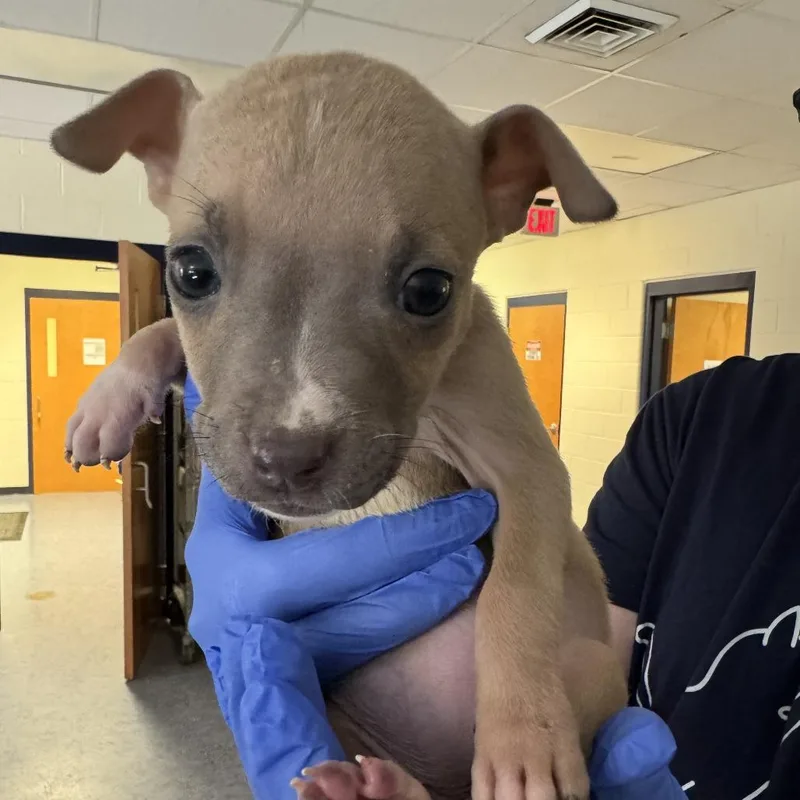 A baby small-sized female Brown / Chocolate Pit Bull Terrier dog named Mummy for adoption in Charlottesville, VA