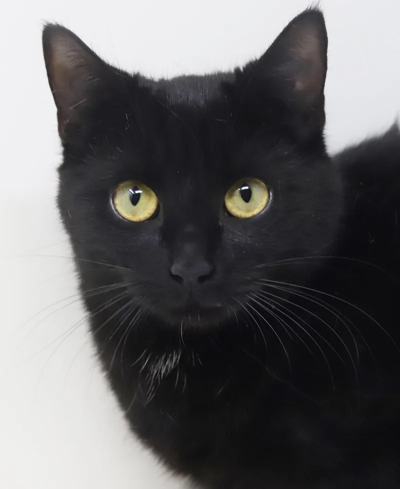 Preciosa Is Well... Precious! thumbnail 2